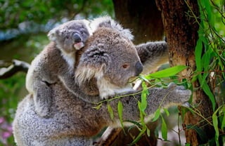 The love of a mother Koala