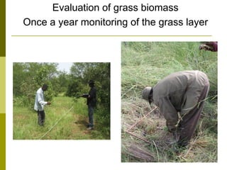 Long-term monitoring of rangelands: Impacts of fire, tree cutting and livestock grazing on carbon sequestration in West Africa