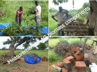 Long-term monitoring of rangelands: Impacts of fire, tree cutting and livestock grazing on carbon sequestration in West Africa