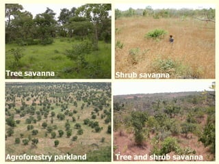 Long-term monitoring of rangelands: Impacts of fire, tree cutting and livestock grazing on carbon sequestration in West Africa