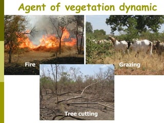 Long-term monitoring of rangelands: Impacts of fire, tree cutting and livestock grazing on carbon sequestration in West Africa