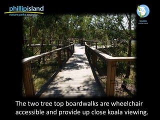 The two tree top boardwalks are wheelchair
accessible and provide up close koala viewing.
 