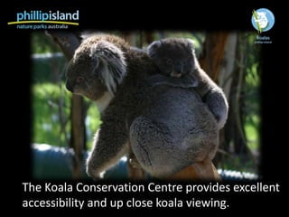 The Koala Conservation Centre provides excellent
accessibility and up close koala viewing.
 