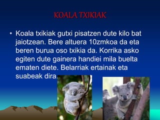 KOALA TXIKIAK
• Koala txikiak gutxi pisatzen dute kilo bat
jaiotzean. Bere altuera 10zmkoa da eta
beren burua oso txikia da. Korrika asko
egiten dute gainera handiei mila buelta
ematen diete. Belarriak ertainak eta
suabeak dira.
 