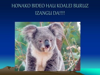 HONAKO BIDEO HAU KOALEI BURUZ
IZANGU DA!!!!
 