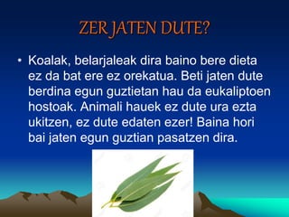 ZER JATEN DUTE?
• Koalak, belarjaleak dira baino bere dieta
ez da bat ere ez orekatua. Beti jaten dute
berdina egun guztietan hau da eukaliptoen
hostoak. Animali hauek ez dute ura ezta
ukitzen, ez dute edaten ezer! Baina hori
bai jaten egun guztian pasatzen dira.
 