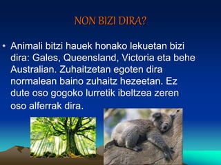 NON BIZI DIRA?
• Animali bitzi hauek honako lekuetan bizi
dira: Gales, Queensland, Victoria eta behe
Australian. Zuhaitzetan egoten dira
normalean baino zuhaitz hezeetan. Ez
dute oso gogoko lurretik ibeltzea zeren
oso alferrak dira.
 