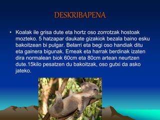 DESKRIBAPENA
• Koalak ile grisa dute eta hortz oso zorrotzak hostoak
mozteko. 5 hatzapar daukate gizakiok bezala baino esku
bakoitzean bi pulgar. Belarri eta begi oso handiak ditu
eta gainera bigunak. Emeak eta harrak berdinak izaten
dira normalean biok 60cm eta 80cm artean neurtzen
dute.15kilo pesatzen du bakoitzak, oso gutxi da asko
jateko.
 