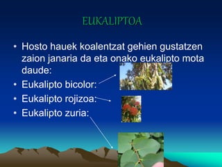 EUKALIPTOA
• Hosto hauek koalentzat gehien gustatzen
zaion janaria da eta onako eukalipto mota
daude:
• Eukalipto bicolor:
• Eukalipto rojizoa:
• Eukalipto zuria:
 