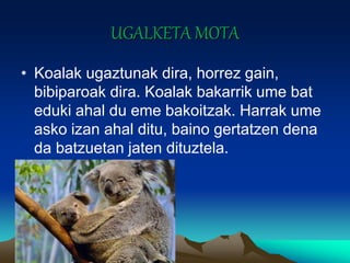 UGALKETA MOTA
• Koalak ugaztunak dira, horrez gain,
bibiparoak dira. Koalak bakarrik ume bat
eduki ahal du eme bakoitzak. Harrak ume
asko izan ahal ditu, baino gertatzen dena
da batzuetan jaten dituztela.
 