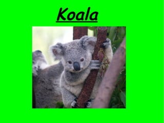 Koala
 