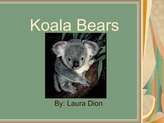 Koala Bears By: Laura Dion 