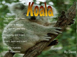 By David Koala The koala has got two eyes. The nose  is very big . The ears are very very big. It can jump and it can’t  fly. It can’t  swim and it can’t run. It lives in Australia. It eats vegetables. 