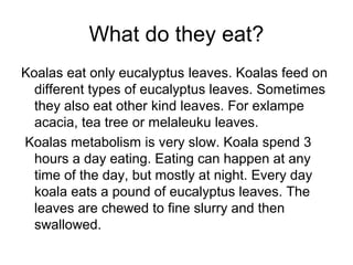 What do they eat?
Koalas eat only eucalyptus leaves. Koalas feed on
different types of eucalyptus leaves. Sometimes
they also eat other kind leaves. For exlampe
acacia, tea tree or melaleuku leaves.
Koalas metabolism is very slow. Koala spend 3
hours a day eating. Eating can happen at any
time of the day, but mostly at night. Every day
koala eats a pound of eucalyptus leaves. The
leaves are chewed to fine slurry and then
swallowed.

 