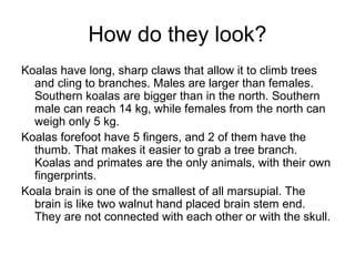How do they look?
Koalas have long, sharp claws that allow it to climb trees
and cling to branches. Males are larger than females.
Southern koalas are bigger than in the north. Southern
male can reach 14 kg, while females from the north can
weigh only 5 kg.
Koalas forefoot have 5 fingers, and 2 of them have the
thumb. That makes it easier to grab a tree branch.
Koalas and primates are the only animals, with their own
fingerprints.
Koala brain is one of the smallest of all marsupial. The
brain is like two walnut hand placed brain stem end.
They are not connected with each other or with the skull.

 
