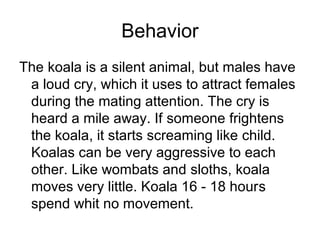 Behavior
The koala is a silent animal, but males have
a loud cry, which it uses to attract females
during the mating attention. The cry is
heard a mile away. If someone frightens
the koala, it starts screaming like child.
Koalas can be very aggressive to each
other. Like wombats and sloths, koala
moves very little. Koala 16 - 18 hours
spend whit no movement.

 
