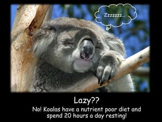 Zzzzzzz...




               Lazy??
No! Koalas have a nutrient poor diet and
     spend 20 hours a day resting!
 