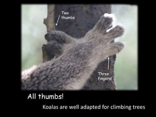Two
           thumbs




                          Three
                          fingers!



All thumbs!
    Koalas are well adapted for climbing trees
 