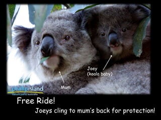 Joey
                     (koala baby)


             Mum


Free Ride!
    Joeys cling to mum’s back for protection!
 