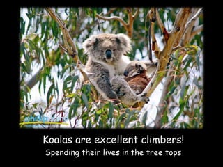 Koalas are excellent climbers!
Spending their lives in the tree tops
 