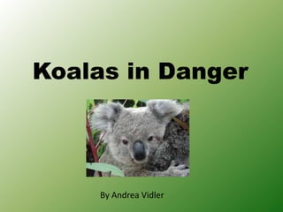 Koalas in Danger




     By Andrea Vidler
 