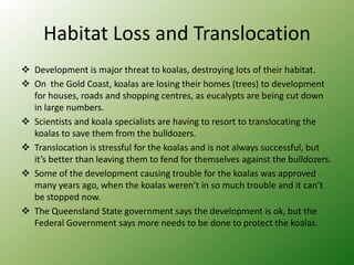 Habitat Loss and Translocation
 Development is major threat to koalas, destroying lots of their habitat.
 On the Gold Coast, koalas are losing their homes (trees) to development
  for houses, roads and shopping centres, as eucalypts are being cut down
  in large numbers.
 Scientists and koala specialists are having to resort to translocating the
  koalas to save them from the bulldozers.
 Translocation is stressful for the koalas and is not always successful, but
  it’s better than leaving them to fend for themselves against the bulldozers.
 Some of the development causing trouble for the koalas was approved
  many years ago, when the koalas weren’t in so much trouble and it can’t
  be stopped now.
 The Queensland State government says the development is ok, but the
  Federal Government says more needs to be done to protect the koalas.
 