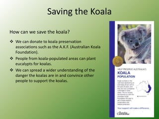 Koala homework project | PPTX