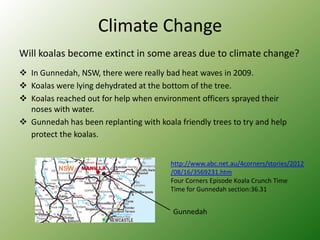 Climate Change
Will koalas become extinct in some areas due to climate change?
 In Gunnedah, NSW, there were really bad heat waves in 2009.
 Koalas were lying dehydrated at the bottom of the tree.
 Koalas reached out for help when environment officers sprayed their
  noses with water.
 Gunnedah has been replanting with koala friendly trees to try and help
  protect the koalas.


                                        http://www.abc.net.au/4corners/stories/2012
                                        /08/16/3569231.htm
                                        Four Corners Episode Koala Crunch Time
                                        Time for Gunnedah section:36.31


                                         Gunnedah
 
