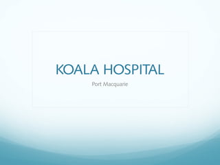 KOALA HOSPITAL
Port Macquarie
 