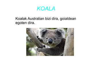 KOALA
Koalak Australian bizi dira, goialdean
egoten dira.
 