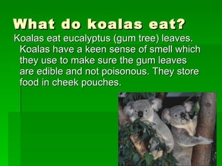 Koalas PPT Cats Pets