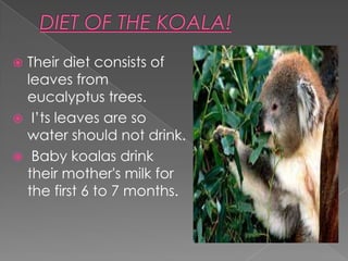  Their diet consists of
  leaves from
  eucalyptus trees.
 I’ts leaves are so
  water should not drink.
 Baby koalas drink
  their mother's milk for
  the first 6 to 7 months.
 