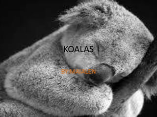 KOALAS
BY:MAIALEN
 