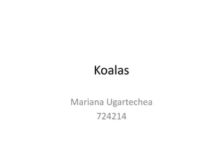Koalas
Mariana Ugartechea
724214
 