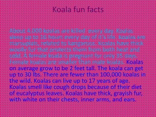 Koala fun facts

About 4,000 koalas are killed every day. Koalas
sleep up to 16 hours every day of it’s life. Koalas are
marsupials, related to kangaroos. Koalas have thick
woolly fur that protects them from both heat and
cold. A female koala is pregnant for only 35 days.
Female koalas are smaller than male koalas. Koalas
on average grow to be 2 feet tall. The koala can get
up to 30 lbs. There are fewer than 100,000 koalas in
the wild. Koalas can live up to 17 years of age.
Koalas smell like cough drops because of their diet
of eucalyptus leaves. Koalas have thick, grayish fur,
with white on their chests, inner arms, and ears.
 