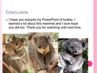 CONCLUSION
   I hope you enjoyed my PowerPoint of koalas. I
    learned a lot about this mammal and I sure hope
    you did too. Thank you for watching until next time.
 