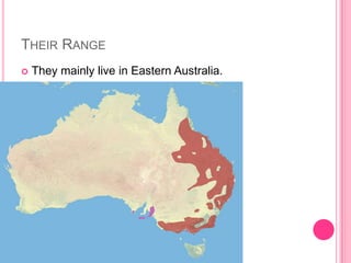 THEIR RANGE
   They mainly live in Eastern Australia.
 