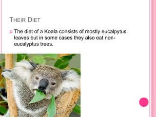 THEIR DIET
   The diet of a Koala consists of mostly eucalpytus
    leaves but in some cases they also eat non-
    eucalyptus trees.
 