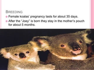 BREEDING
 Female koalas’ pregnancy lasts for about 35 days.
 After the “Joey” is born they stay in the mother’s pouch
  for about 5 months.
 