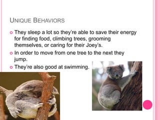 UNIQUE BEHAVIORS
 They sleep a lot so they’re able to save their energy
  for finding food, climbing trees, grooming
  themselves, or caring for their Joey’s.
 In order to move from one tree to the next they
  jump.
 They’re also good at swimming.
 