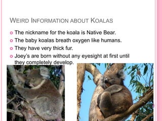 WEIRD INFORMATION ABOUT KOALAS
 The nickname for the koala is Native Bear.
 The baby koalas breath oxygen like humans.

 They have very thick fur.

 Joey’s are born without any eyesight at first until
  they completely develop.
 