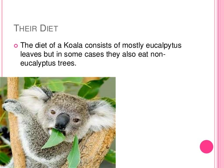 Koalas By Elizabeth Ponce