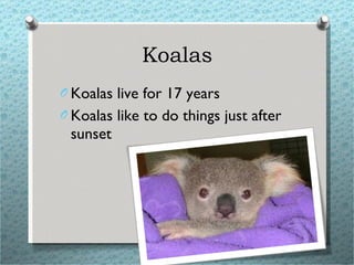 Koalas Koalas live for 17 years Koalas like to do things just after sunset