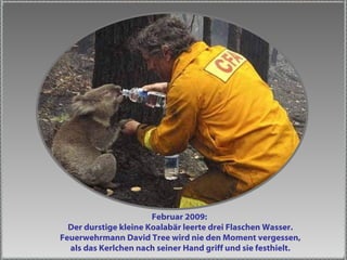 Februar 2009:  Der durstige kleine Koalabär leerte drei Flaschen Wasser. Feuerwehrmann David Tree wird nie den Moment vergessen, als das Kerlchen nach seiner Hand griff und sie festhielt. 