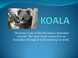 The koala is one of the best known Australian
animals. The word 'koala' comes from an
Australian Aboriginal word meaning 'no drink'.
 