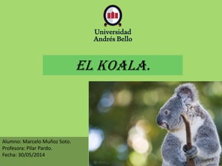 Alumno: Marcelo Muñoz Soto.
Profesora: Pilar Pardo.
Fecha: 30/05/2014
EL koala.
 