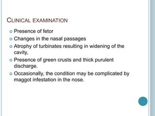 CLINICAL EXAMINATION
 Presence of fetor
 Changes in the nasal passages
 Atrophy of turbinates resulting in widening of the
cavity,
 Presence of green crusts and thick purulent
discharge.
 Occasionally, the condition may be complicated by
maggot infestation in the nose.
 