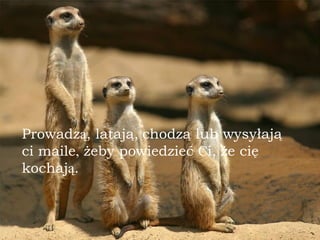 Prowadz ą , latają,   chodzą lub wysyłają ci maile ,  żeby powiedzieć  C i, że cię kochaj ą . 