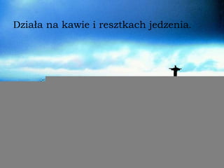 D ziała na kawie i resztkach   jedzenia . 