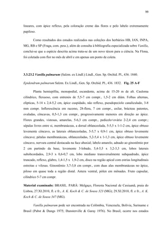 99 
 
lineares, com ápice reflexo, pela coloração creme das flores e pelo labelo extremamente
papiloso.
Como resultados dos estudos realizados nas coleções dos herbários HB, IAN, INPA,
MG, RB e SP (Fraga, com. pess.), além de consulta à bibliografia especializada sobre Vanilla,
conclui-se que a espécie descrita acima trata-se de um novo táxon para a ciência. Na Flona,
foi coletada com flor no mês de abril e em apenas um ponto de coleta.
3.3.23.2 Vanilla palmarum (Salzm. ex Lindl.) Lindl., Gen. Sp. Orchid. Pl., 436. 1840.
Epidendrum palmarum Salzm. Ex Lindl., Gen. Sp. Orchid. Pl., 436. 1832. Fig. 25 A-F
Planta hemiepífita, monopodial, escandente, acima de 15-20 m de alt. Cauloma
cilíndrico, flexuoso, com entrenós de 5,5-7 cm compr., 1,5-2 cm diâm. Folhas alternas,
elípticas, 5-14 x 2,4-5,2 cm, ápice cuspidado, não reflexo, pseudopecíolo canaliculado, 3-8
mm compr. Inflorescência em racemo, 28-flora, 7 cm compr., axilar, brácteas patentes,
ovaladas, côncavas, 0,5-1,3 cm compr., progressivamente menores em direção ao ápice.
Flores grandes, vistosas, amarelas, 5-6,3 cm compr., pedicelo+ovário 2-2,4 cm compr.;
sépalas livres entre si, membranáceas, a dorsal oblanceolada, 5-5,5 x 1-1-2 cm, ápice obtuso
levemente côncavo, as laterais oblanceoladas, 5-5,7 x 0,9-1 cm, ápice obtuso levemente
côncavo; pétalas membranáceas, oblanceoladas, 5,2-5,4 x 1-1,3 cm, ápice obtuso levemente
côncavo, nervura central destacada na face abaxial; labelo amarelo, adnado ao ginostêmio por
2 cm partindo da base, levemente 3-lobado, 5,4-5,5 x 3,2-3,3 cm, lobos laterais
subobcordados, 2,9-3 x 0,6-0,7 cm, lobo mediano transversalmente subquadrado, ápice
truncado, reflexo, glabro, 1,4-1,5 x 1,9-2 cm, disco na região apical com estrias longitudinais
estreitas e vilosas. Ginostêmio 3,7-3,8 cm compr., com duas alas membranáceas no ápice,
piloso em quase toda a região distal. Antera ventral, pólen em mônades. Fruto capsular,
cilíndrico 5-7 cm compr.
Material examinado: BRASIL. PARÁ: Melgaço, Floresta Nacional de Caxiuanã, praia do
Lisboa, 27.XI.2010, fl. e fr., A. K. Koch & C. de Sousa 323 (MG); 29.XI.2010, fl. e fr., A. K.
Koch & C. de Sousa 347 (MG).
Vanilla palmarum pode ser encontrada na Colômbia, Venezuela, Bolívia, Suriname e
Brasil (Pabst & Dungs 1975; Dunsterville & Garay 1976). No Brasil, ocorre nos estados
 